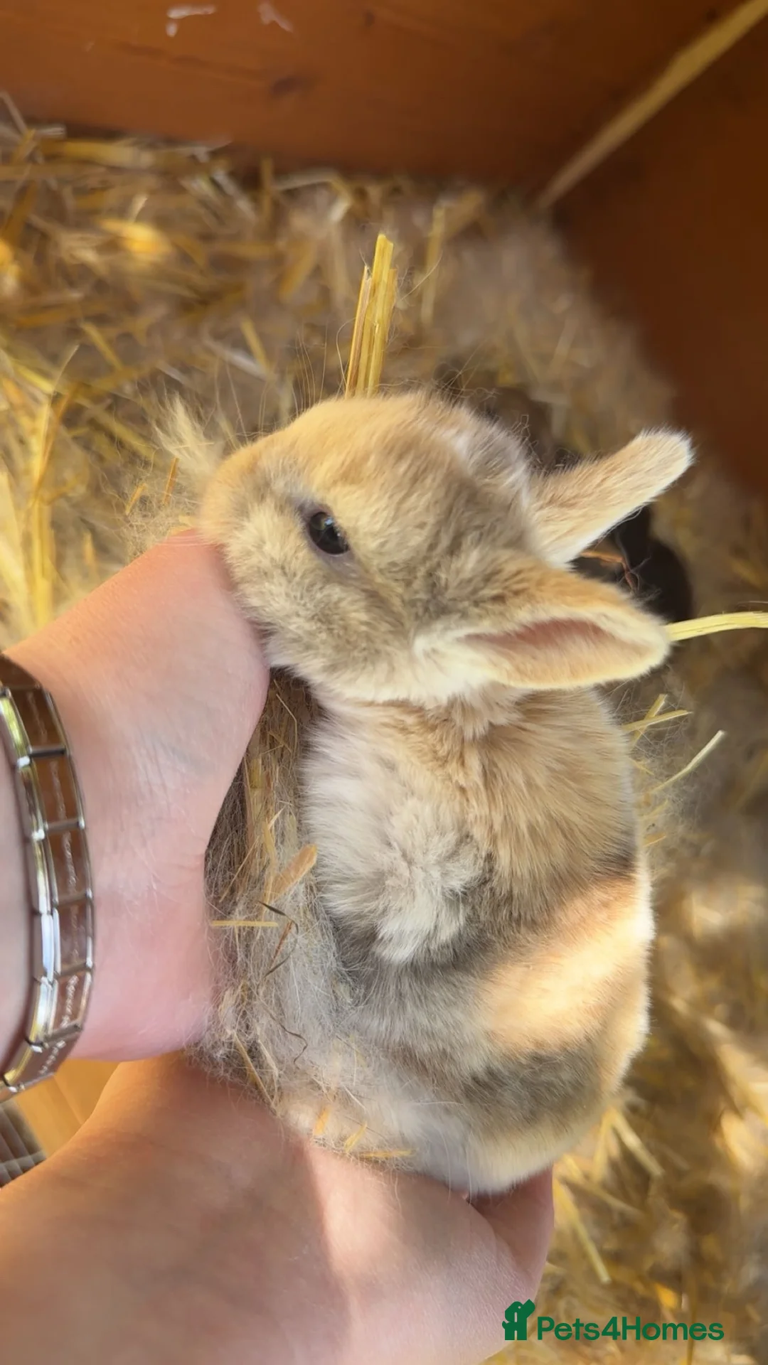 Netherland Dwarf rabbits for sale: Netherland Dwarft x Dwarf Lop in Bristol - Advert 10