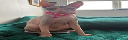 Sphynx cats for sale: Sphinx  - Advert 6