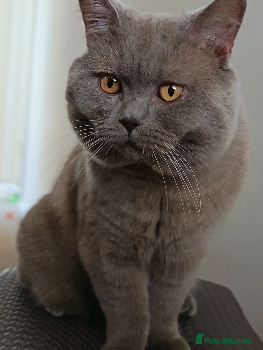 British Shorthair cats for stud: Lilac BSH, GCCF active register STUD - Advert 2