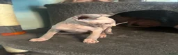 Sphynx cats for sale: Last unique split face girl with elf ears!💛 - Advert 15