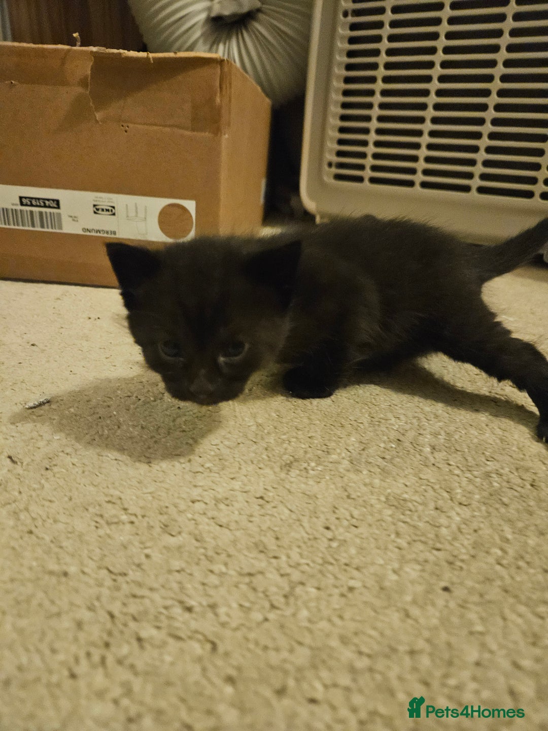 British Shorthair cats for sale: 4 black kittens, 1 boy 3 girls  - Advert 7