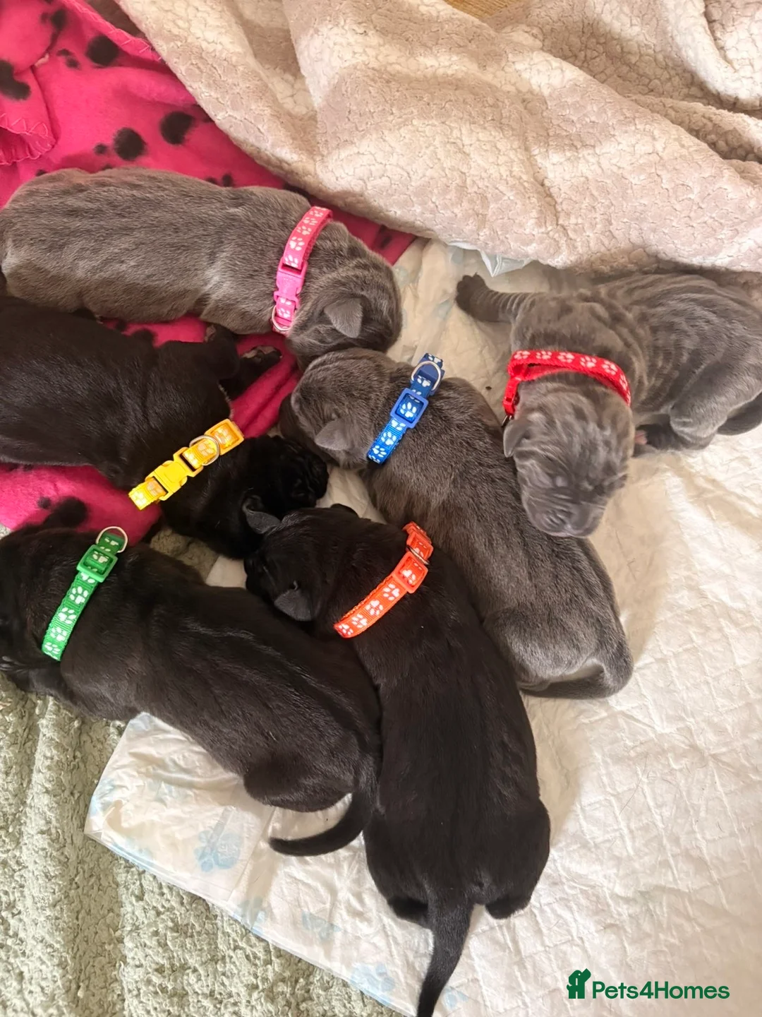 Cane Corso dogs for sale: 4 cane corso puppies for sale  in Sunderland - Advert 6
