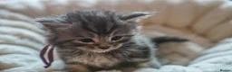 Maine Coon cats for sale: Gorgeous Mainecoon kittens ready 10th June  - Advert 22