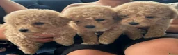 Bichon Frise dogs for stud:  KC REG BICHON FRISE STUD  - Advert 3