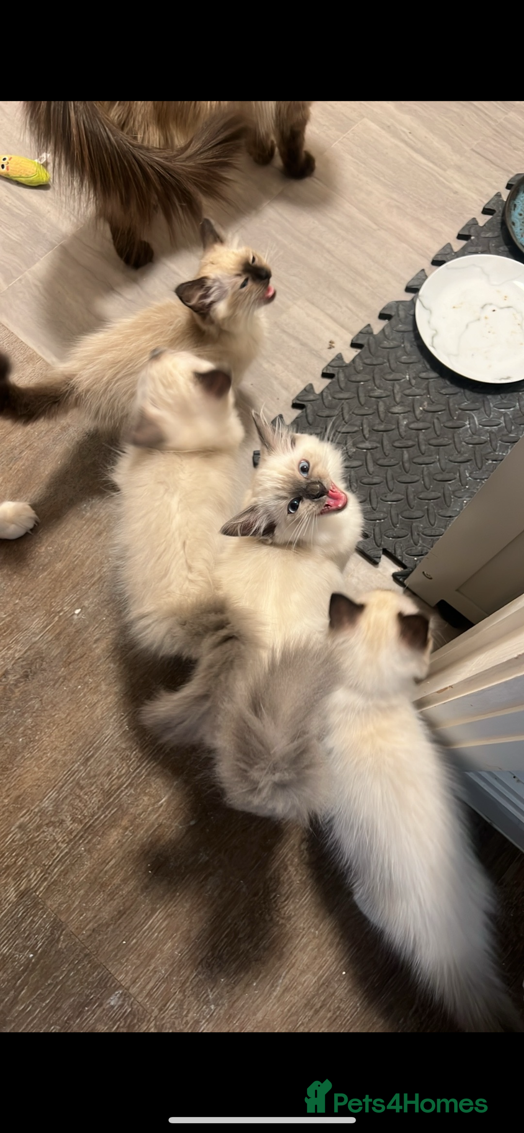 Ragdoll cats for sale: Ragdoll kitten - Image 4