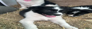 Border Collie 4