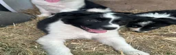 Border Collie dogs for sale: Beautiful border collie puppies for sale  - Advert 5