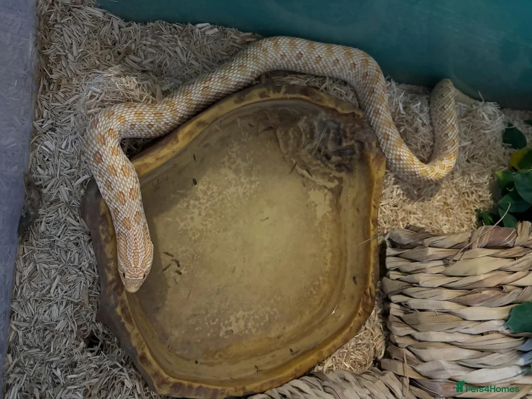 Snake reptiles for sale: Hognose snakes  in Havant - Advert 6