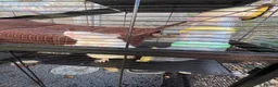 Rat rodents for sale: 3 female pet rats - Advert 5