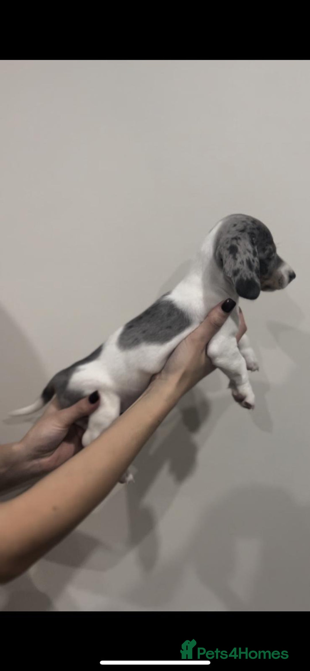 Miniature Dachshund dogs for sale: 4 MINIATURE DACHSHUND PUPPIES 🤍  - Advert 1