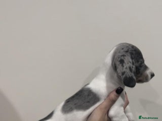 Miniature Dachshund dogs 4 MINIATURE DACHSHUND PUPPIES 🤍 - Advert 16
