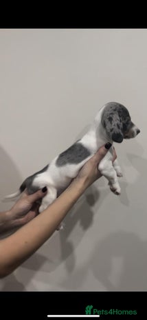 Miniature Dachshund dogs - Advert 15