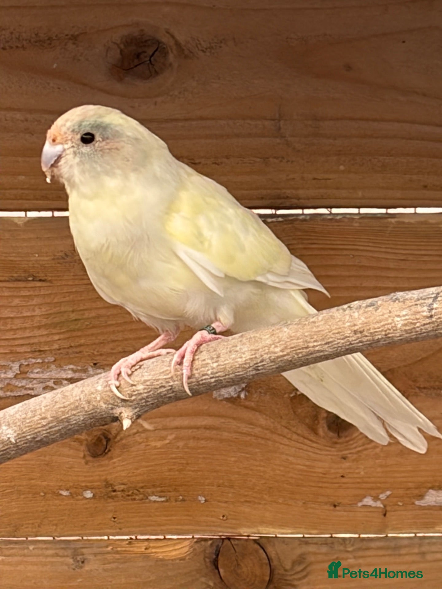 Parakeets birds Kakariki, spare hen, 6 months old - Advert 1