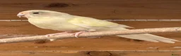 Parakeets birds for sale: Young colony of kakarikis  - Advert 5