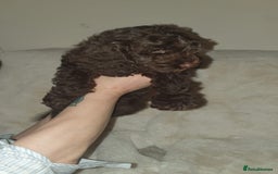 Cockapoo dogs for sale: F2 cockapoos  - Image 24