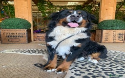 Bernedoodle dogs for sale: F1 Standard Bernedoodle Puppies LN8 - Image 25