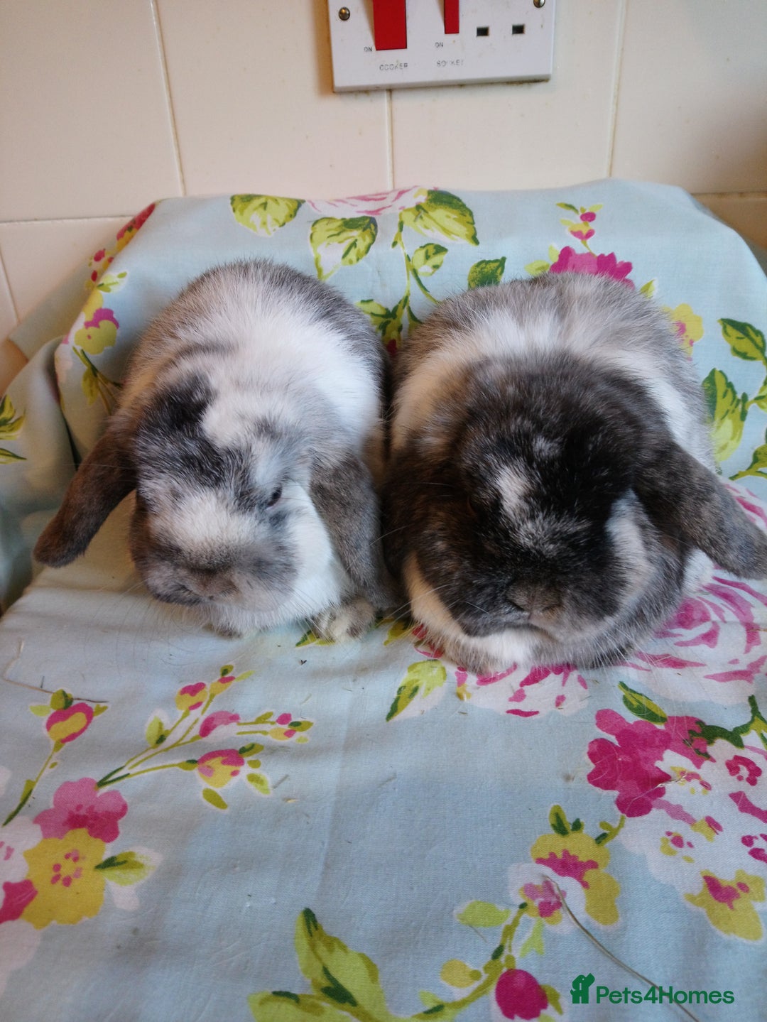 Mini Lop rabbits for sale: Pedigree Mini Lops - Advert 24