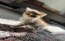 Persian cats for sale: mixed persian & bombay kittens  in Maidstone - Image 11