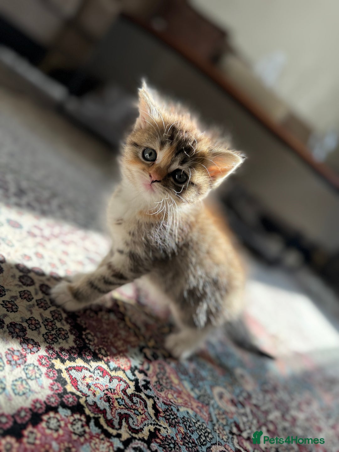 Persian cats for sale: mixed persian & bombay kittens  in Maidstone - Image 11
