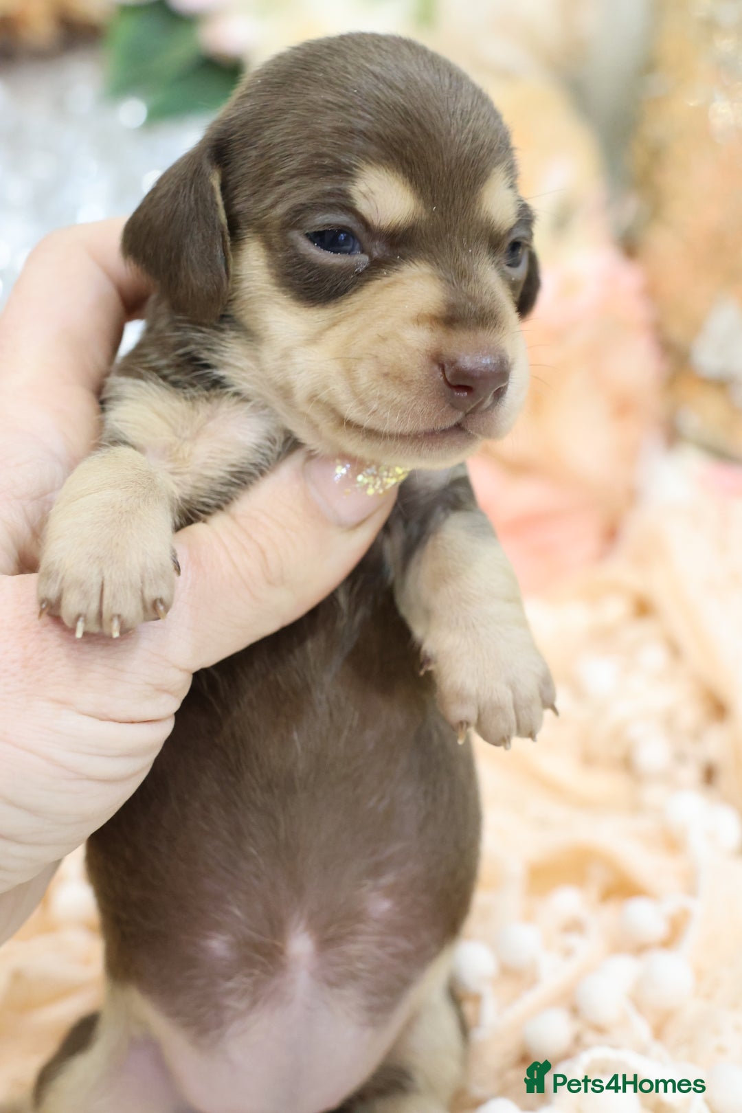 Miniature Dachshund dogs for sale: KC Miniature Dachshund Puppies - Advert 19