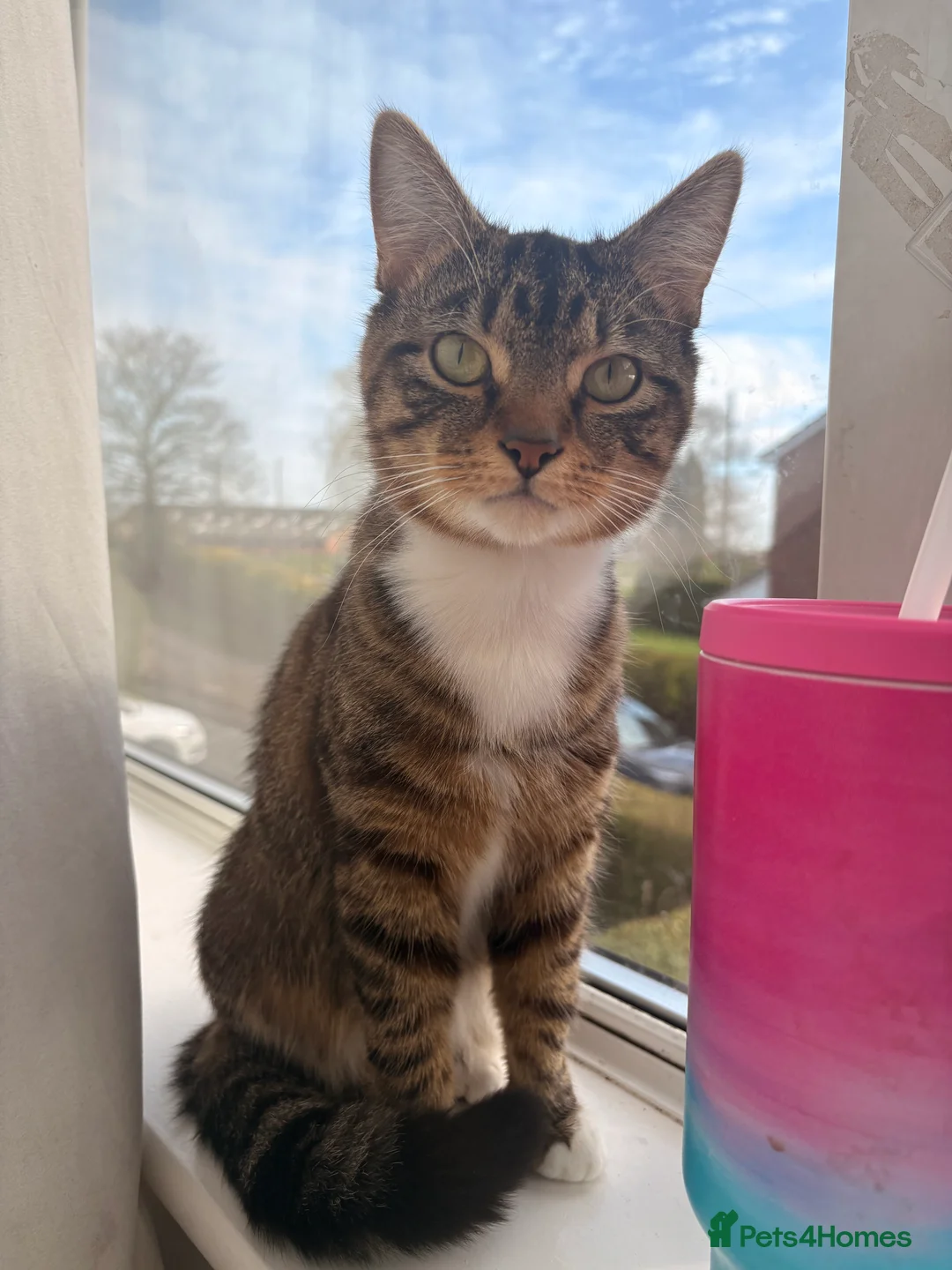 Mixed Breed cats for sale: Tabby male  - Advert 2