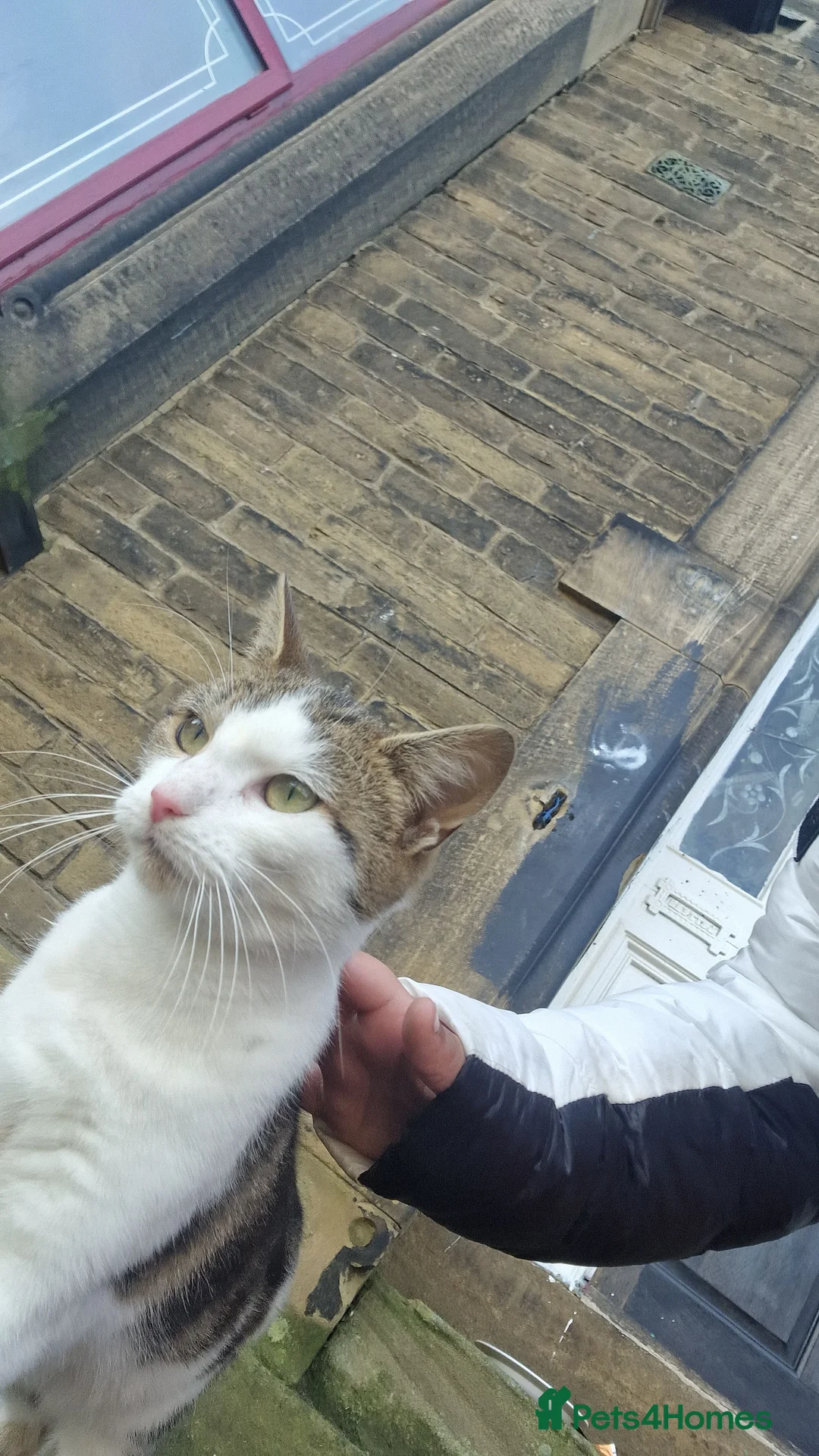 Mixed Breed cats for sale: 4 stunning tabby kittens for sale  - Advert 2