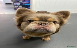 French Bulldog dogs for sale: NEWSHADE ISABELLA FLUFFY BOY - Image 2