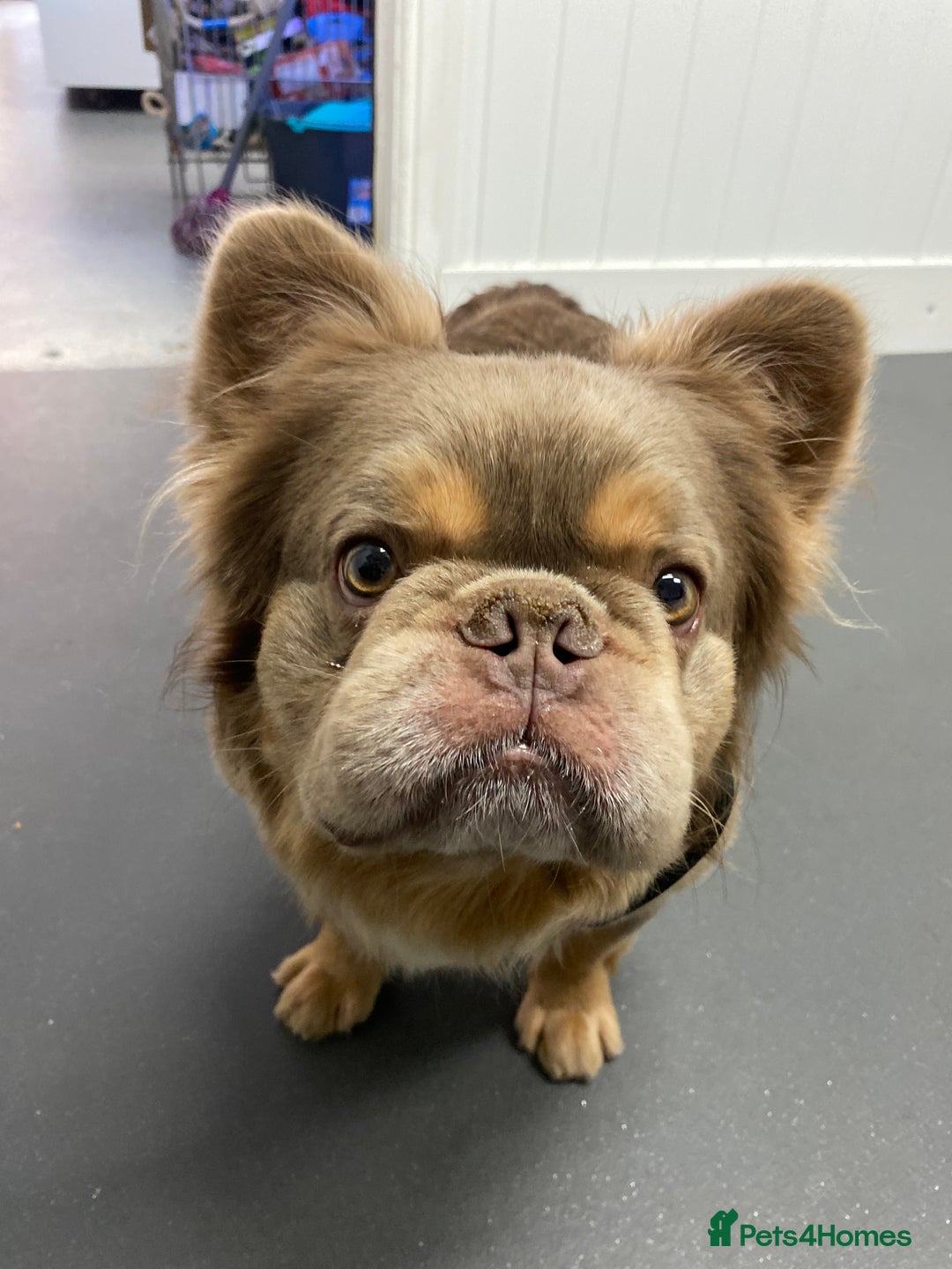 French Bulldog dogs for sale: NEWSHADE ISABELLA FLUFFY BOY - Image 2