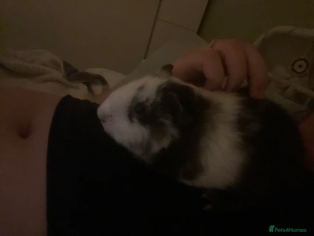 Guinea Pig rodents for sale: 2 BOARS SOLD SEPARATELY (ready to go in a month)  - Advert 8