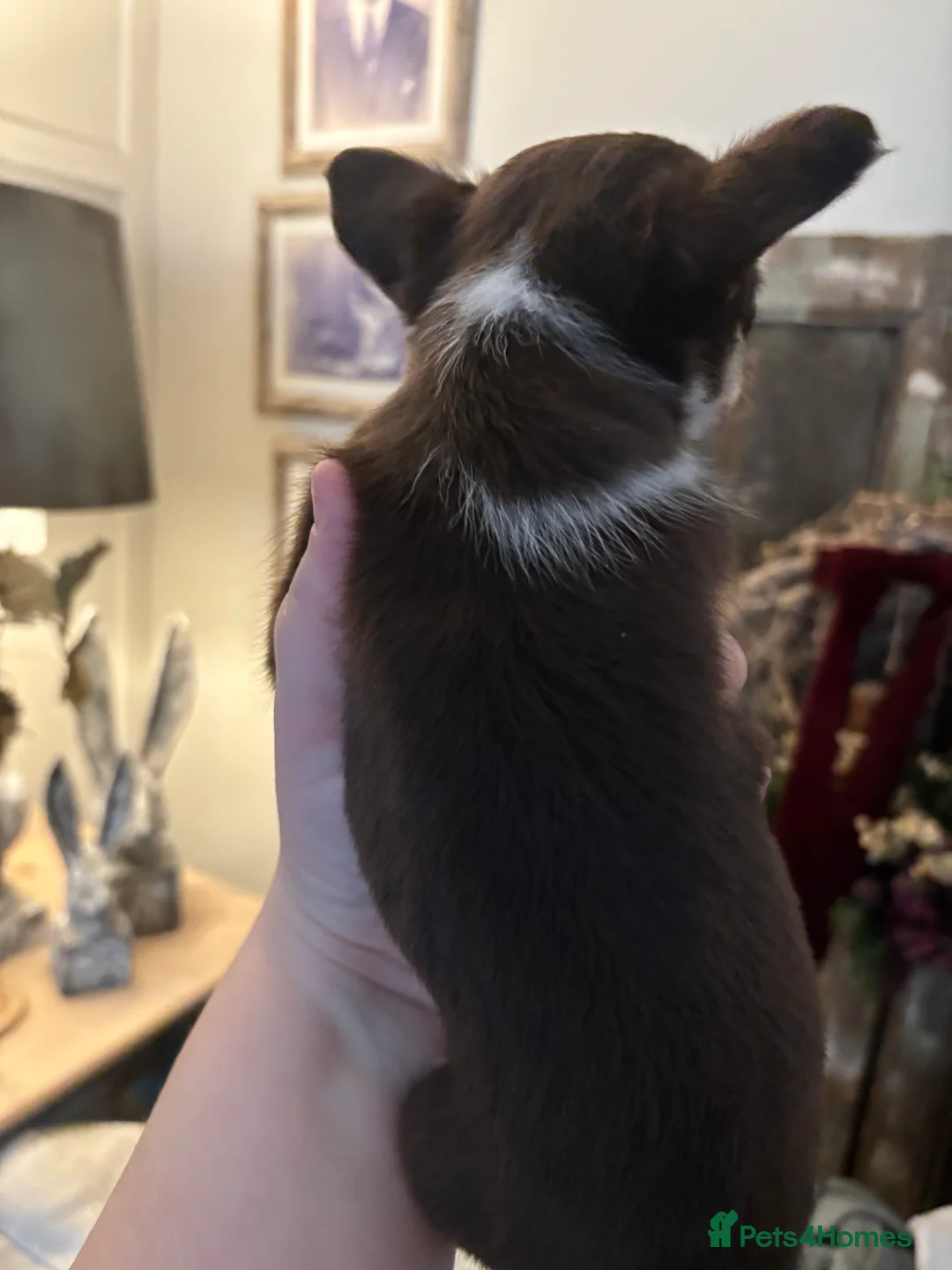 Chihuahua dogs for sale: Chocolate chihuahua boys ready now  - Advert 12