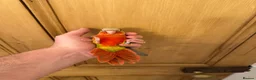 Conures birds for sale: Hand Reared Conures For Sale - Advert 16