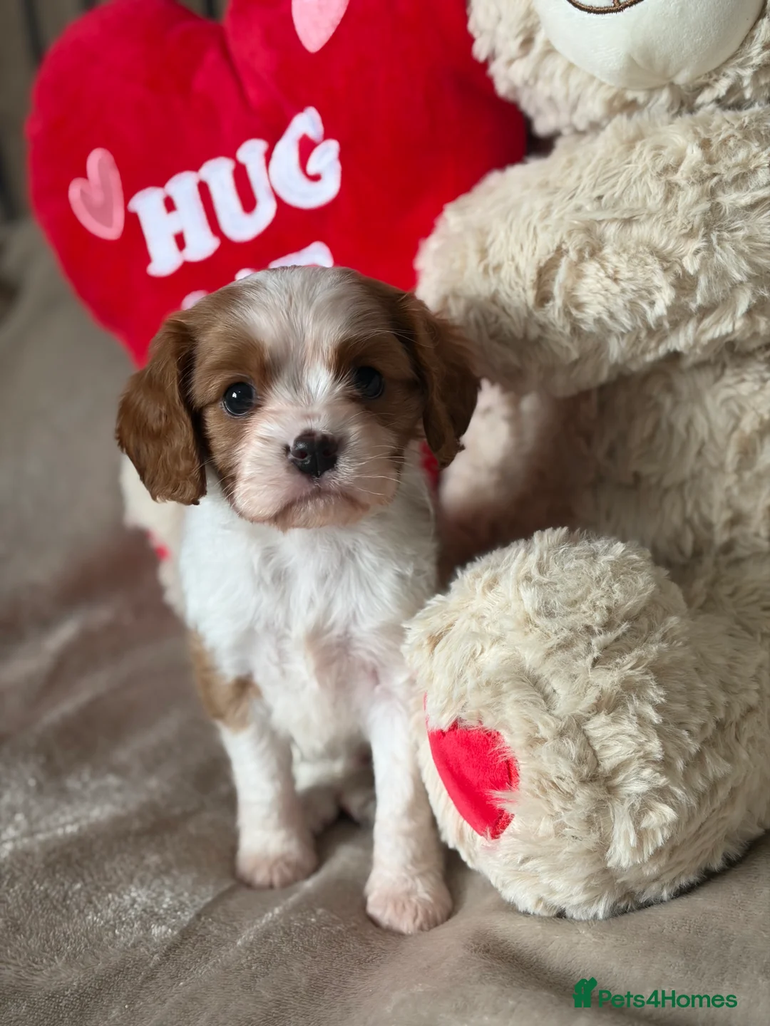Cavalier King Charles Spaniel dogs for sale: Beautiful KC Registered Cavalier King Charles Pups - Advert 1