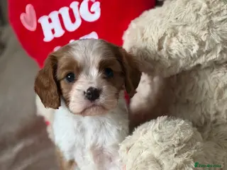 Cavalier King Charles Spaniel dogs Beautiful KC Registered Cavalier King Charles Pups - Advert 11