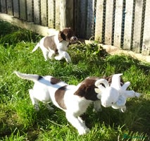 English Springer Spaniel dogs - Advert 6