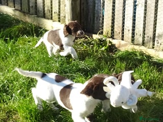English Springer Spaniel dogs - Advert 22