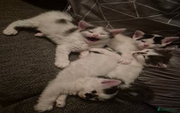 Mixed Breed cats for sale: 4 male kittens - Image 1