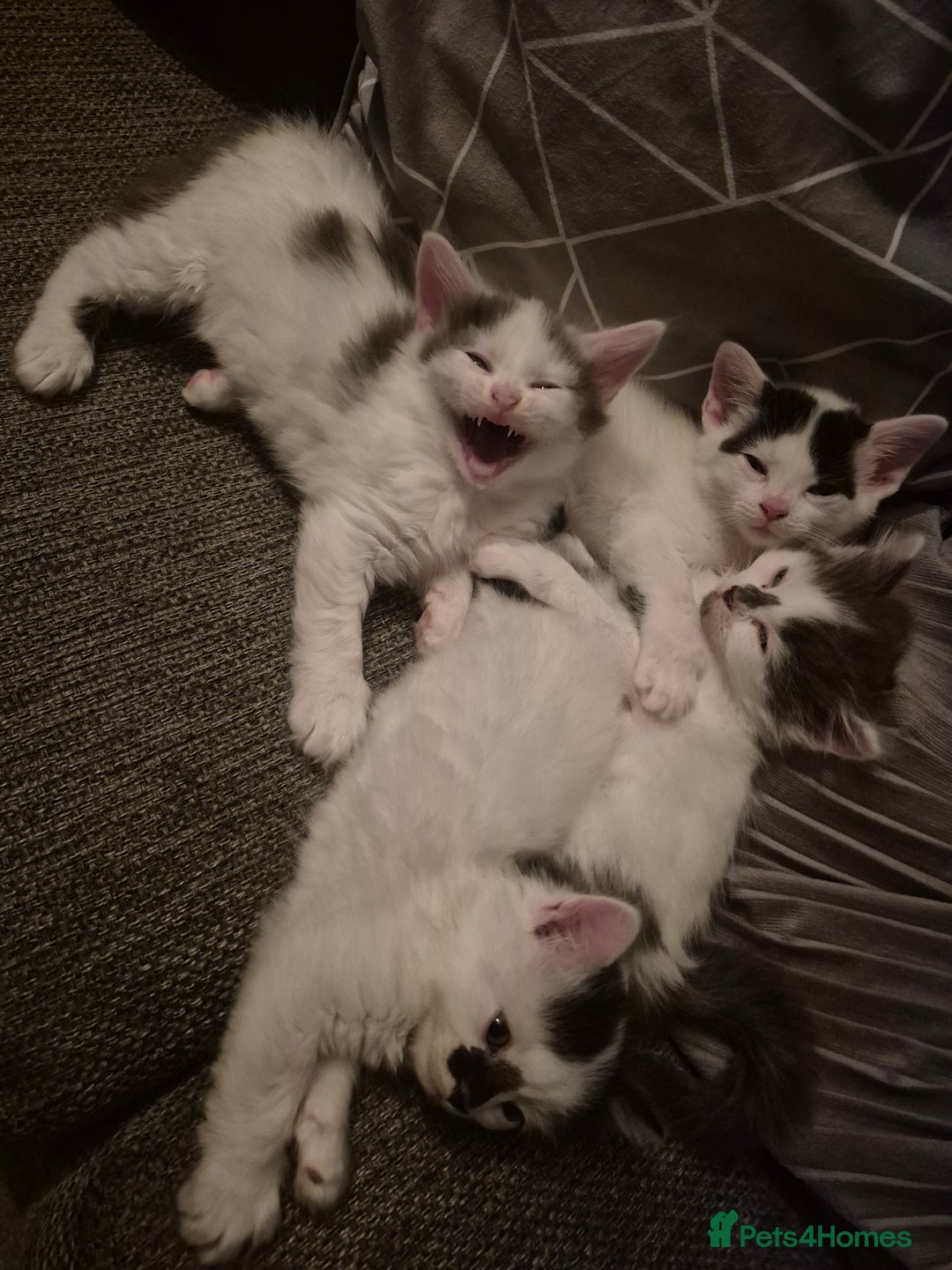 Mixed Breed cats for sale: 4 male kittens - Image 1