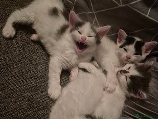 Mixed Breed cats for sale - Advert 1