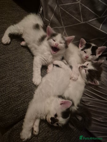 Mixed Breed cats - Advert 12