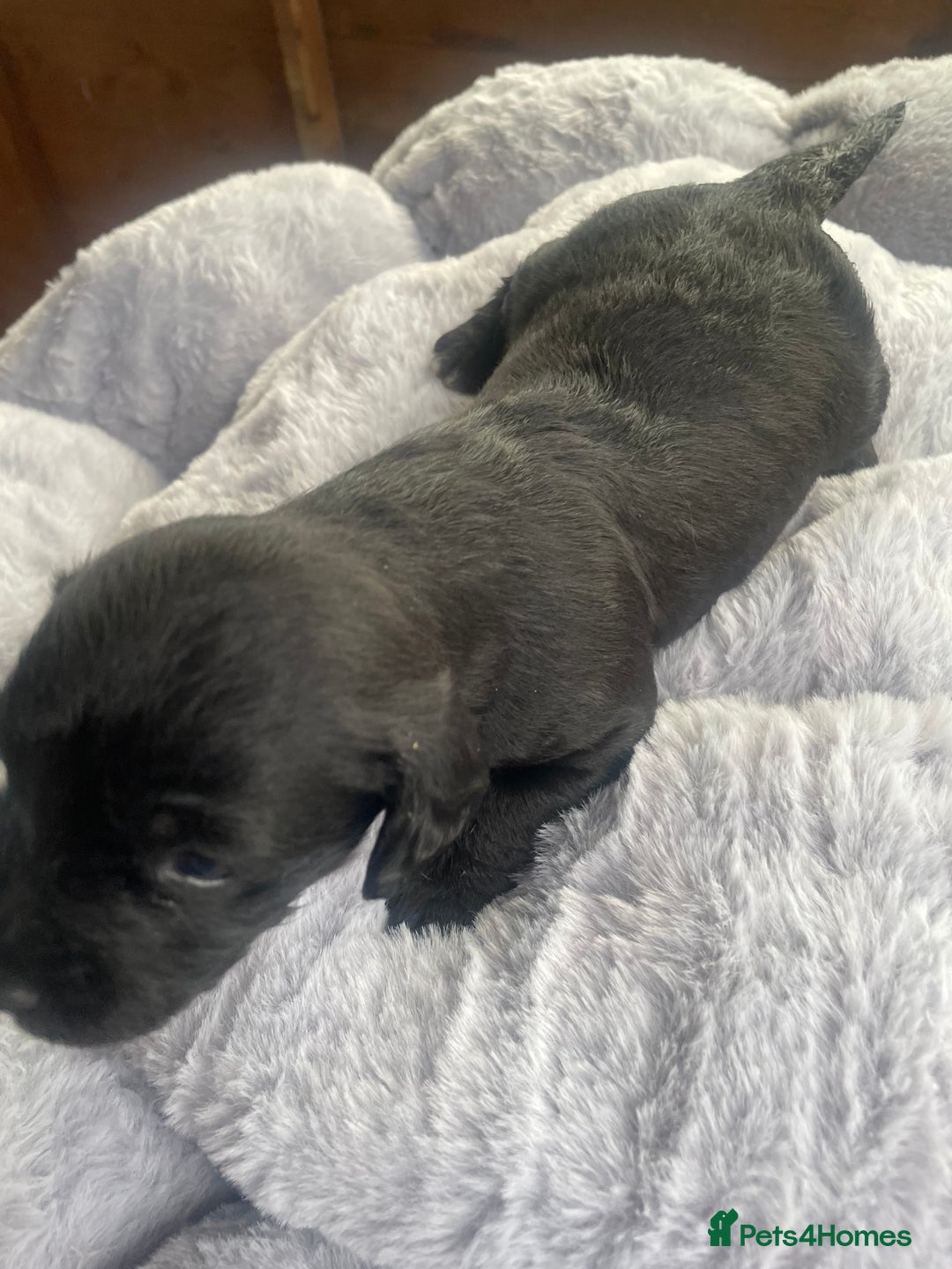 Mixed Breed dogs for sale: Doxie poo stunning puppies  - Advert 9
