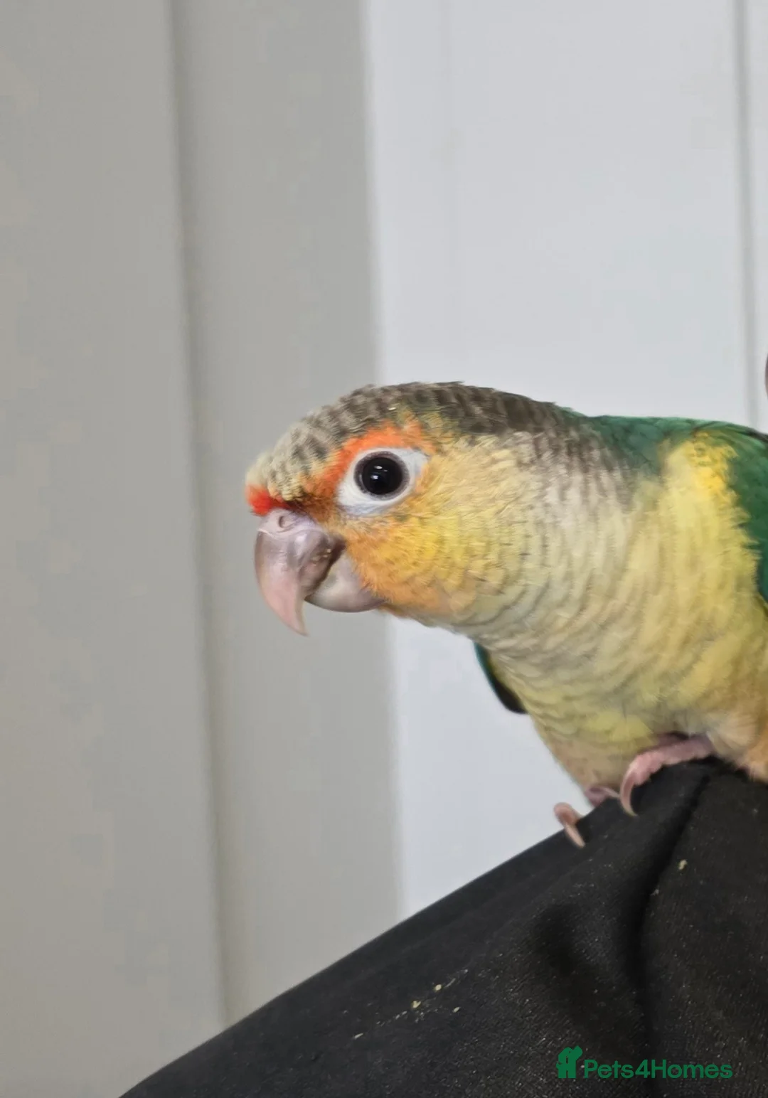Conures birds for sale: Hand reared conure baby for sale - Advert 2