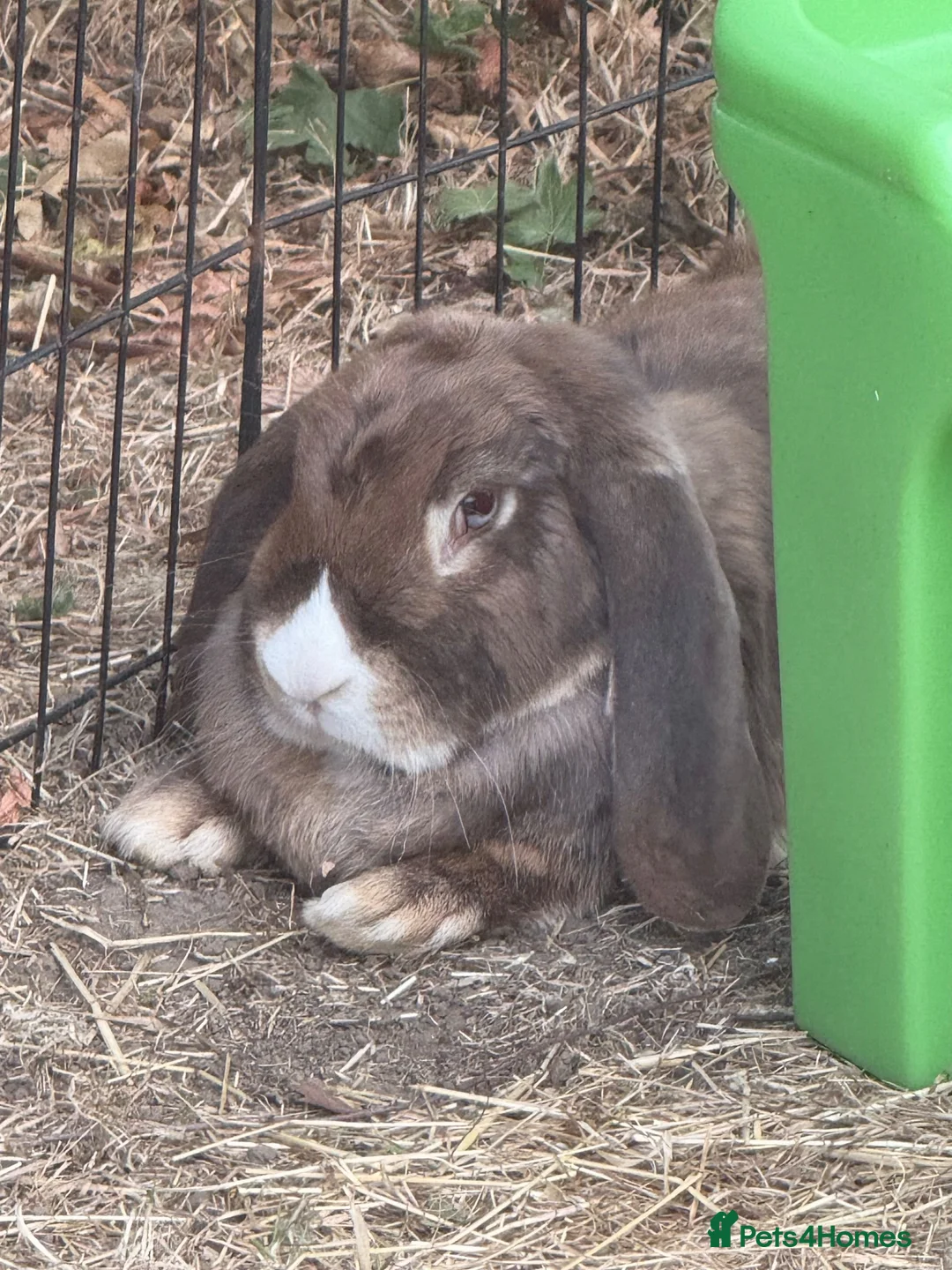 French Lop rabbits for sale: Stunning pure bred French lops  - Advert 5