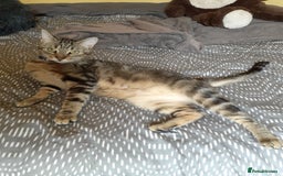 British Shorthair cats for sale: Mischief  - Image 2