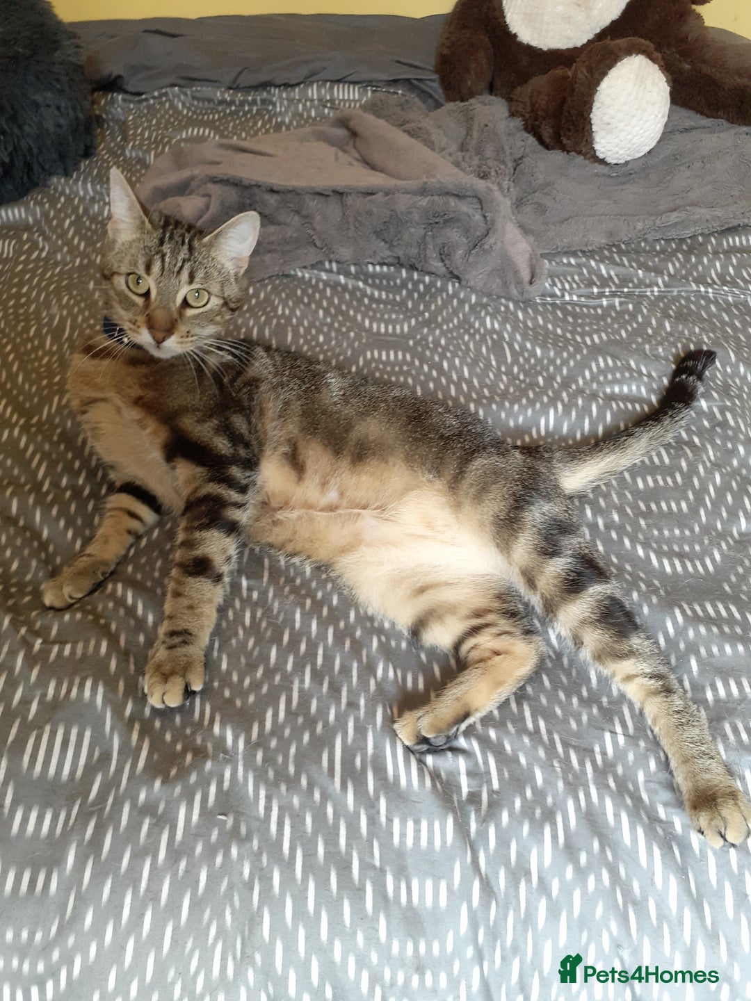 British Shorthair cats for sale: Mischief  - Image 2