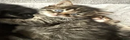 Maine Coon cats for sale: 🐾 Beautiful Maine Coon Kittens Ready Now! 🐾 - Advert 19