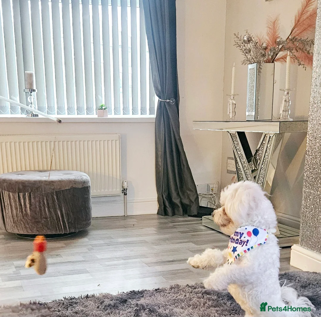 Bichon Frise dogs for sale: 2 Year Old Female Bichon Frise to Rehome - Advert 6