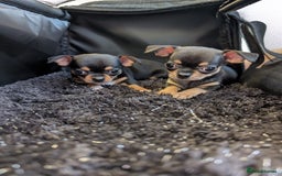 Chihuahua dogs for sale: 2 chihuahua puppies  - Image 14