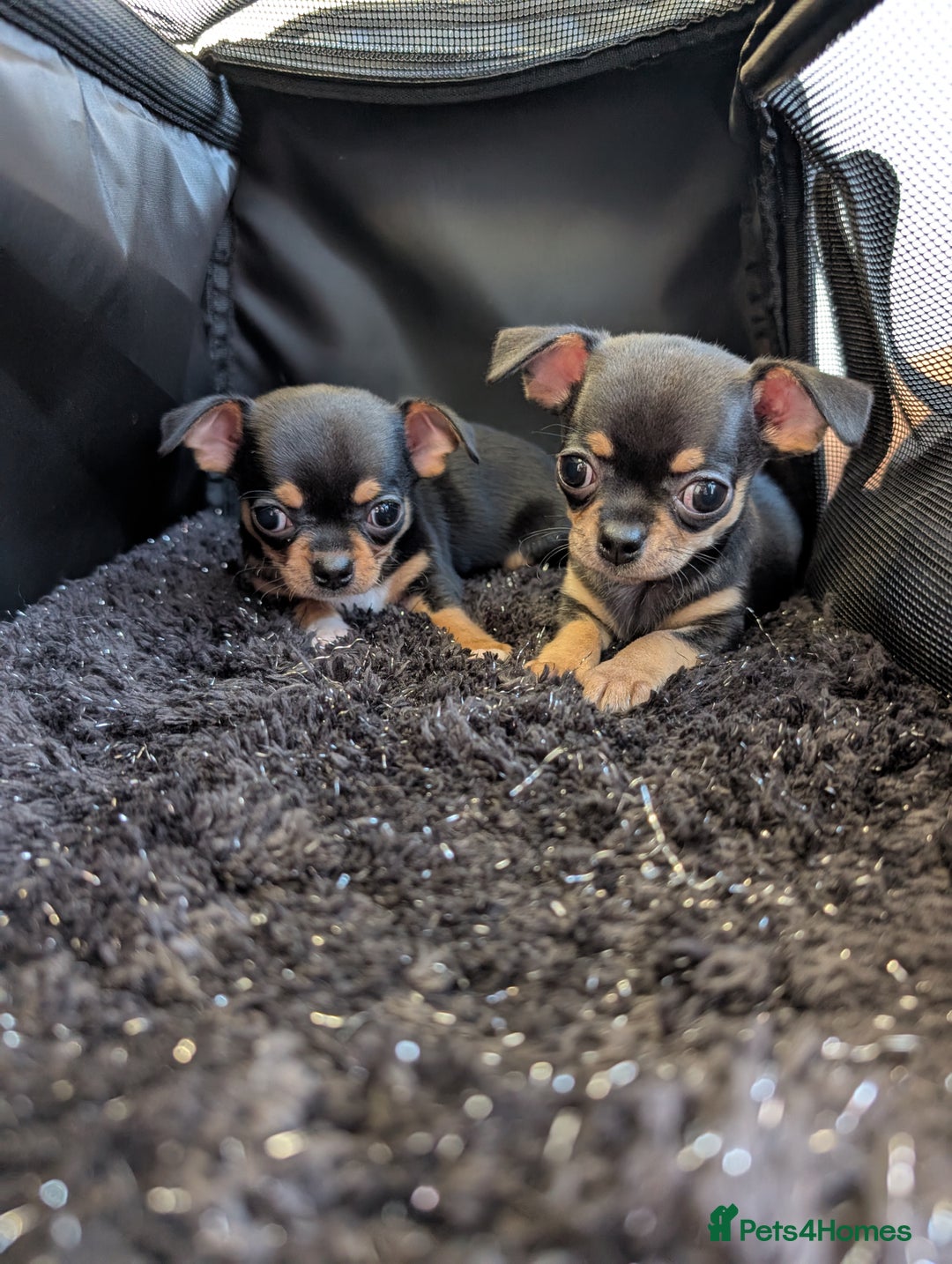 Chihuahua dogs for sale: 2 chihuahua puppies  - Image 14