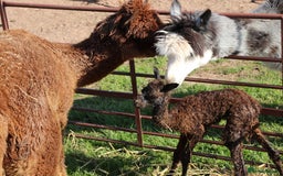Alpaca livestock for sale: Female Alpaca Looking For New Home - Image 3