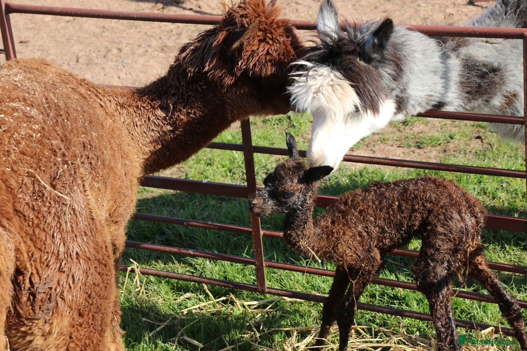 Alpaca livestock for sale: Female Alpaca Looking For New Home - Image 3